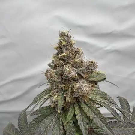 BM Grow