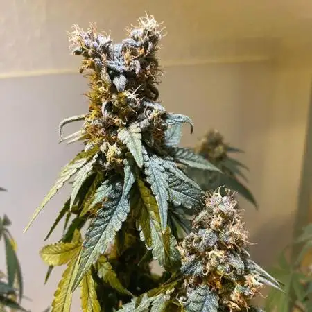 BM Grow