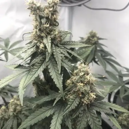 BM Grow