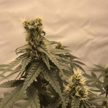 BM Grow