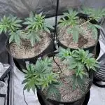 Black Cherry Bliss (Elite Cut Genetics)