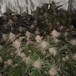 Black Cherry Bliss (Elite Cut Genetics)