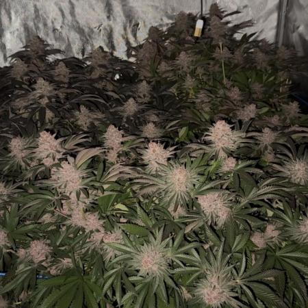 Black Cherry Bliss (Elite Cut Genetics)