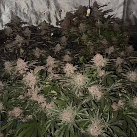 Black Cherry Bliss (Elite Cut Genetics)