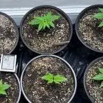 Multi-Strain (Dirty Bird/Phylos/ILGM)