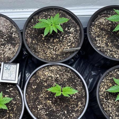 Multi-Strain (Dirty Bird/Phylos/ILGM)