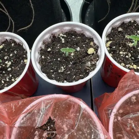 Master Kush (Nirvana Genetics)