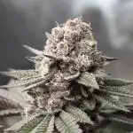 Black Cherry Bliss (Elite Cut Genetics)