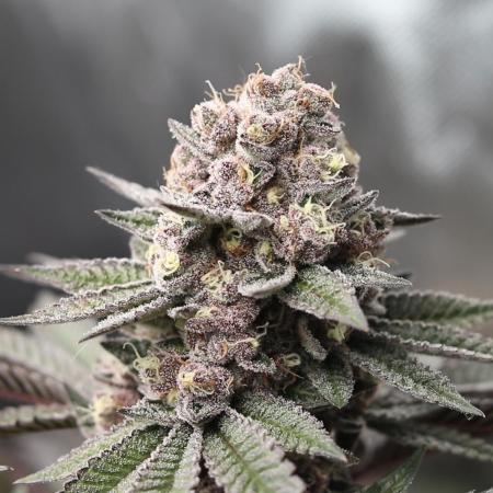 Black Cherry Bliss (Elite Cut Genetics)