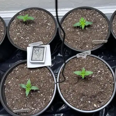 Master Kush (Nirvana Genetics)