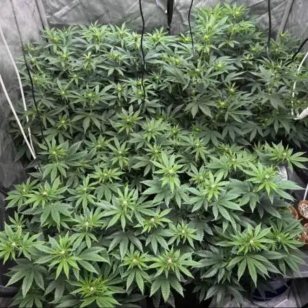 Black Cherry Bliss (Elite Cut Genetics)
