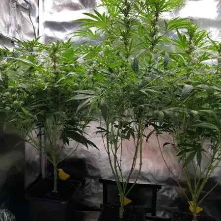 Sweet Cherry Kush - Sensi Seeds