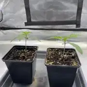 Ice Cream Marker - TerpyZ