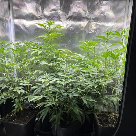 Ice Cream Marker - TerpyZ