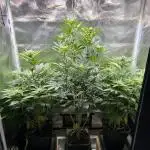 Mona Lisa - T.H.Seeds