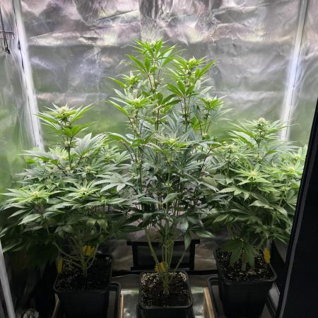 Mona Lisa - T.H.Seeds