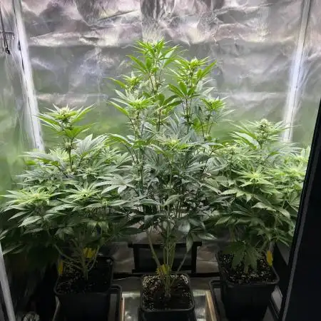 Mona Lisa - T.H.Seeds