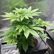 Tropical Fruit Cake - Paradise Seeds