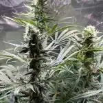 Sweet Cherry Kush - Sensi Seeds