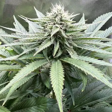 Mona Lisa - T.H.Seeds