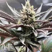 Mona Lisa - T.H.Seeds