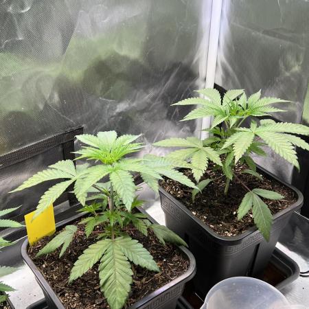 Ice Cream Marker - TerpyZ