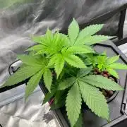 Tropical Fruit Cake - Paradise Seeds
