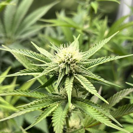 Ice Cream Marker - TerpyZ