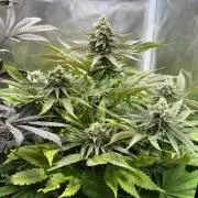Mona Lisa - T.H.Seeds