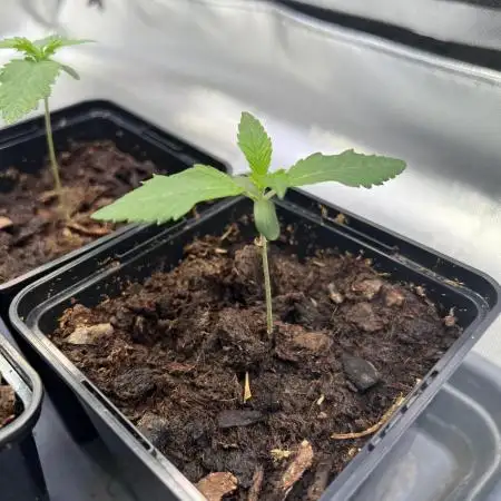 Mona Lisa - T.H.Seeds