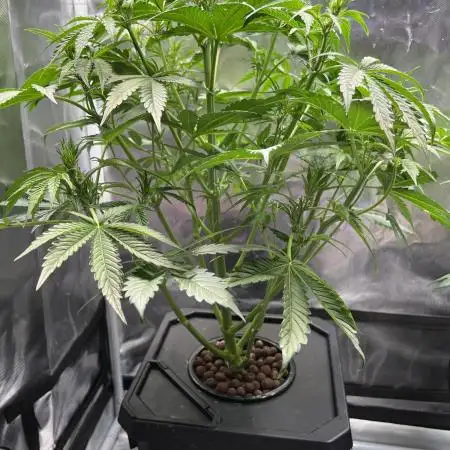 Apple Fritter Auto - Royal Queen Seeds
