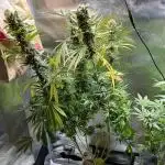 Sweet Cherry Kush - Sensi Seeds