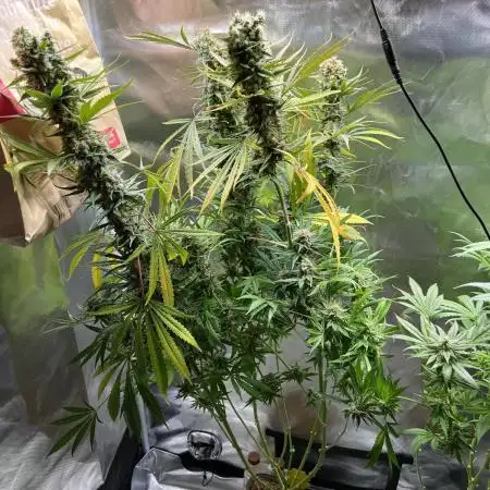 Sweet Cherry Kush - Sensi Seeds