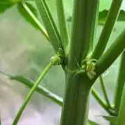 Tropical Fruit Cake - Paradise Seeds