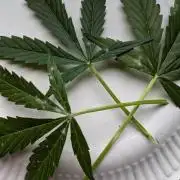 Ice Cream Marker - TerpyZ