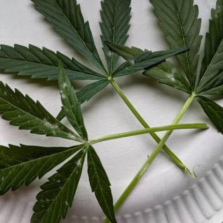 Ice Cream Marker - TerpyZ