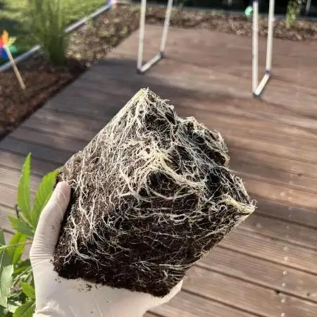 Mona Lisa - T.H.Seeds