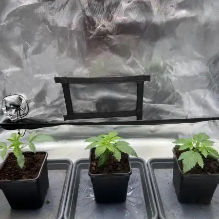 Mona Lisa - T.H.Seeds
