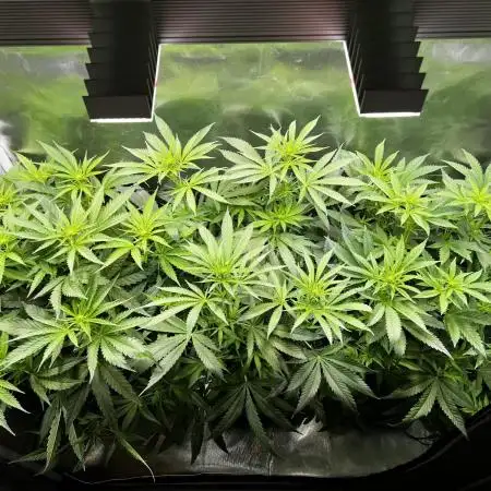 Sweet Cherry Kush - Sensi Seeds