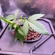 Tropical Fruit Cake - Paradise Seeds