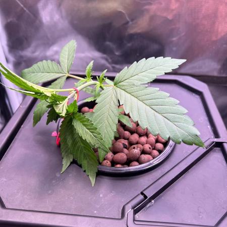 Tropical Fruit Cake - Paradise Seeds