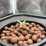 Tropical Fruit Cake - Paradise Seeds