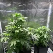 Tropical Fruit Cake - Paradise Seeds