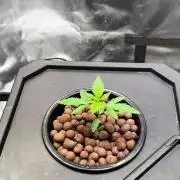 Tropical Fruit Cake - Paradise Seeds