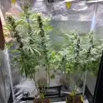 Sweet Cherry Kush - Sensi Seeds