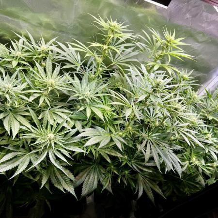 Sweet Cherry Kush - Sensi Seeds