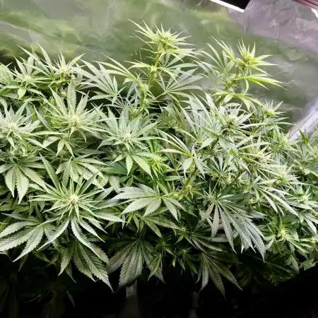 Sweet Cherry Kush - Sensi Seeds