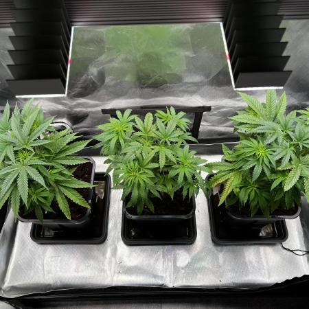 Sweet Cherry Kush - Sensi Seeds