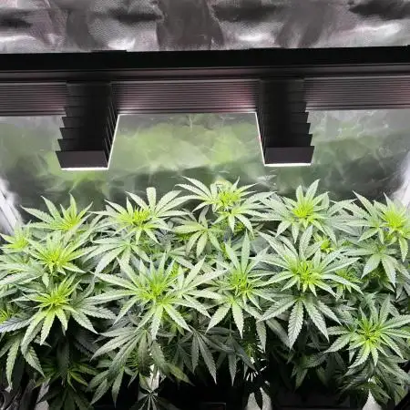 Sweet Cherry Kush - Sensi Seeds