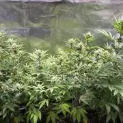 Ice Cream Marker - TerpyZ